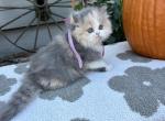 Wilma dollface - Persian Kitten For Sale - MO&comma; US