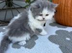 Nacho dollface - Persian Kitten For Sale - MO&comma; US
