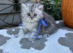 Taco Dollface - Persian Kitten For Sale - MO&comma; US