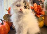 Markees - Scottish Fold Kitten For Sale - TX&comma; US