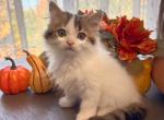 Fozzie - Scottish Straight Kitten For Sale - TX&comma; US
