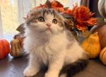 Yuki - Scottish Fold Kitten For Sale - TX&comma; US