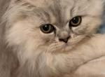 Silver Shaded Boys - Exotic Kitten For Sale - Fairhope&comma; AL&comma; US