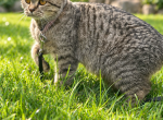 Kira - Scottish Straight Cat For Sale - Commerce City&comma; CO&comma; US