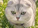 Ash - Scottish Fold Cat For Sale/Retired Breeding - Commerce City&comma; CO&comma; US