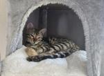 Millie - Bengal Kitten For Sale - Mc Kinney&comma; TX&comma; US