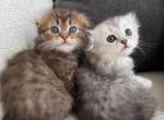 Scottish fold - Scottish Fold Kitten For Sale - East Amwell&comma; NJ&comma; US