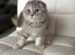 Scottish Fold Female shorthair - Scottish Fold Kitten For Sale - Celebration&comma; FL&comma; US