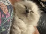 Himalayan kittens - Himalayan Kitten For Sale - Bealeton&comma; VA&comma; US
