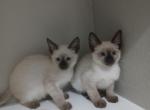 Apache - Siamese Kitten For Adoption - Frisco&comma; TX&comma; US