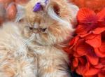 Red boy Lake of the Ozarks Missouri - Persian Kitten For Sale - Wichita&comma; KS&comma; US