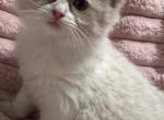 TICA Registered Female Ribbon - Ragdoll Kitten For Sale - PA&comma; US