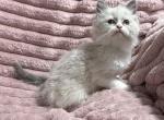 TICA Females - Ragdoll Kitten For Sale - PA&comma; US