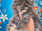 Nevaeh The Heavenly Litter - Maine Coon Kitten For Sale - Kingman&comma; AZ&comma; US