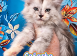 Celeste The Heavenly Litter - Maine Coon Kitten For Sale - 
