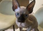 kitty - Sphynx Kitten For Sale - Greece&comma; NY&comma; US