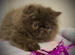CFA Chocolate Female Available - Persian Kitten For Sale - Lake Station&comma; IN&comma; US