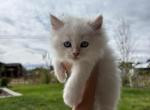 Siberian - Siberian Kitten For Sale - CO&comma; US