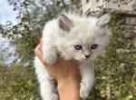 Boy - Siberian Kitten For Sale - CO&comma; US