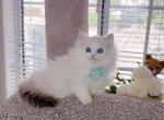 MK037 - Munchkin Kitten For Sale - Los Angeles&comma; CA&comma; US