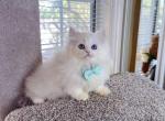 MK037 - Munchkin Kitten For Sale - Los Angeles&comma; CA&comma; US