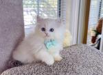 MK037 - Munchkin Kitten For Sale - Los Angeles&comma; CA&comma; US