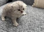 Scottish fold male kitten - Scottish Fold Kitten For Sale - Sterling&comma; VA&comma; US