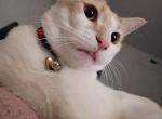Goober - Domestic Cat For Adoption - Tampa&comma; FL&comma; US