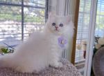 M038 - Minuet Kitten For Sale - Los Angeles&comma; CA&comma; US