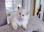 M038 - Minuet Kitten For Sale - Los Angeles&comma; CA&comma; US