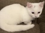 Snowball - Minuet Kitten For Sale - Capon Bridge&comma; WV&comma; US