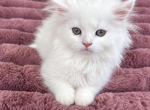 Fluffy White Scottish Straight Girl - Scottish Straight Kitten For Sale - Orlando&comma; FL&comma; US