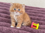 Fluffy Ginger Scottish Straight Boy - Scottish Straight Kitten For Sale - Orlando&comma; FL&comma; US