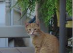 Jacoby - Domestic Kitten For Sale - Myerstown&comma; PA&comma; US