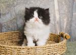 Flat Faced Black and White Bi Color female - Persian Kitten For Sale - CA&comma; US