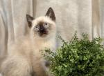 Sweet Siamese kitten - Siamese Kitten For Sale - Enfield&comma; CT&comma; US