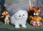 White Persian Kitten - Persian Kitten For Sale - CA&comma; US