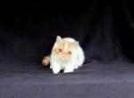 Ready to go home October tenth - Exotic Kitten For Sale - Williamsburg&comma; VA&comma; US