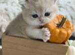 Mango - British Shorthair Kitten For Sale - Seattle&comma; WA&comma; US