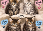 Taurus litter - Maine Coon Kitten For Sale - Va Bch&comma; VA&comma; US