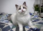 Mighty Mouse - Ragdoll Kitten For Sale - 