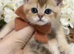 Kittens - Scottish Straight Kitten For Sale - Jacksonville&comma; FL&comma; US