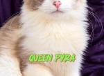 Prya - Ragdoll Kitten For Sale - Williamsport&comma; OH&comma; US