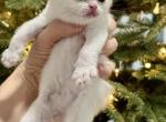 Straight Ear Litter - Scottish Straight Kitten For Sale - Jacksonville&comma; FL&comma; US