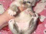 Himi ragdoll manx litter - Ragdoll Kitten For Sale - Williamsport&comma; OH&comma; US