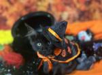 Anya and Bella - Maine Coon Kitten For Sale - 