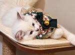 blue lynx bicolor - Ragdoll Kitten For Sale - Bristow&comma; VA&comma; US