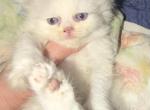 Namiko - Persian Kitten For Sale - Williamsport&comma; OH&comma; US