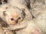 Sora babys - Persian Cat For Sale - Williamsport&comma; OH&comma; US