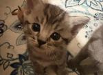 Tiger Boy - British Shorthair Kitten For Adoption - Arroyo Grande&comma; CA&comma; US